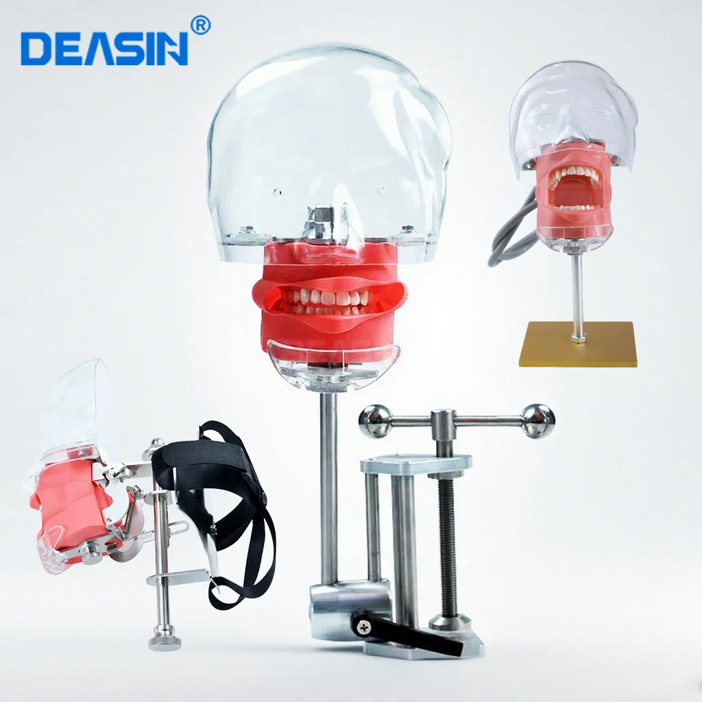 

Dentist Training Teaching with Jaw Head Model Dental Phantom Manikin Simulator Typodont