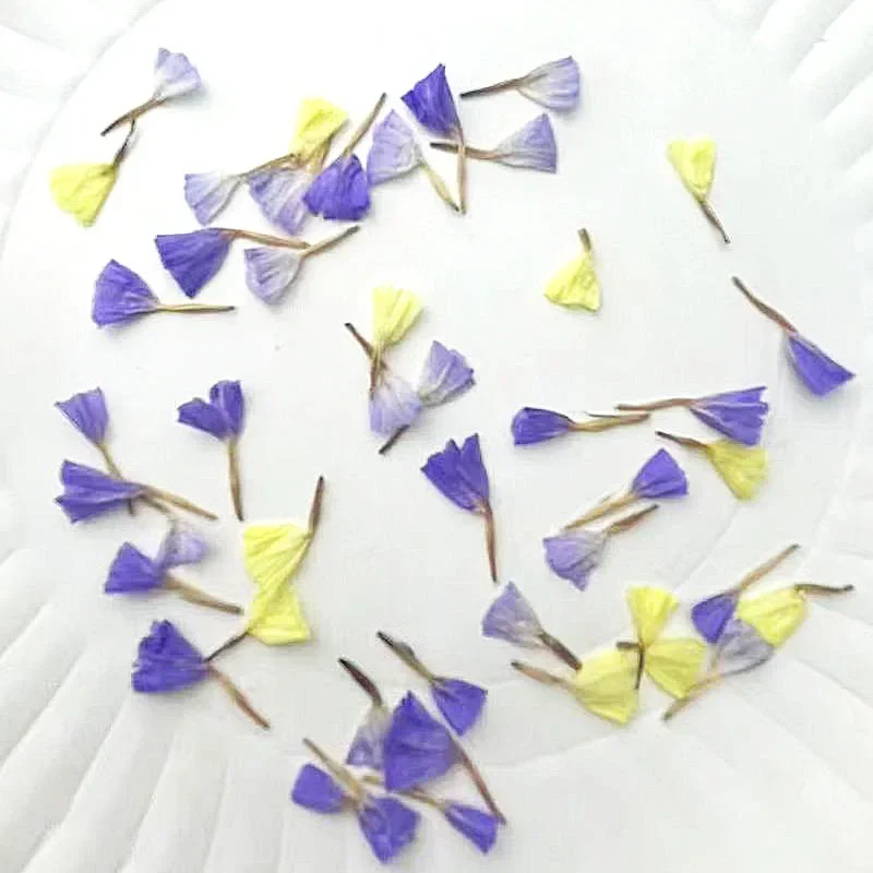 100pcs Side Pressed Dried Mini Myosotis Sylvatica Flower Petals Plants Herbarium For Jewelry Phone Case Photo Frame Bookmark DIY