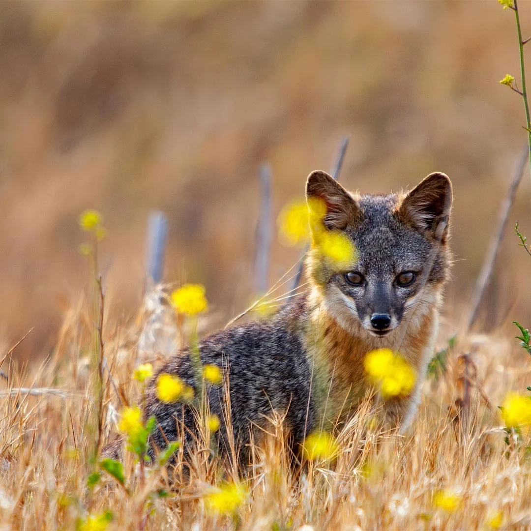 

D 12.1 inch Screen Radio 2din For Chevrolet Tahoe Suburban GMC Yukon 2015 - 2020 GPS Carplay Android Car Multimedia Video Player