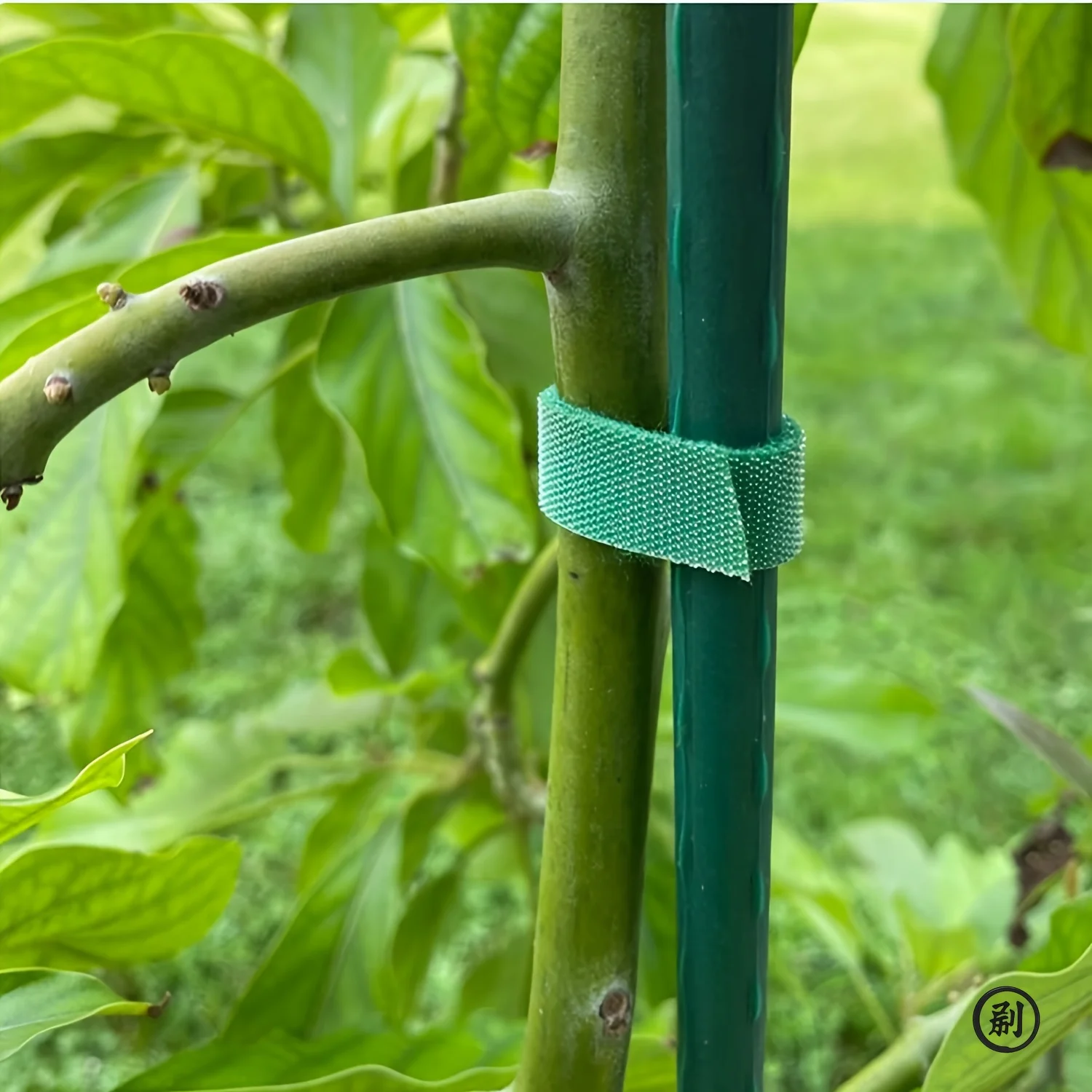 2 متر العلاقات نبات النايلون النبات ضمادة هوك التعادل حلقة قابل للتعديل دعم النبات قابلة لإعادة الاستخدام السحابة الشريط للمنزل إكسسوارات الحديقة #3