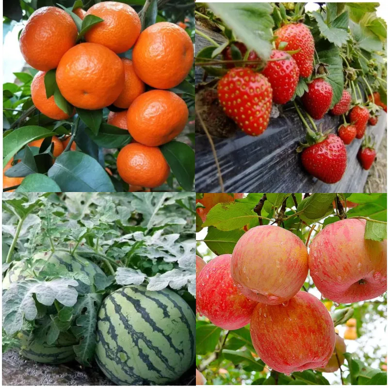 Cytokinin Plant Hormones Natural Brassinolide Improve Vegetable Flower Fruit Tree Better Product Grow Delaying Leaf Senescence