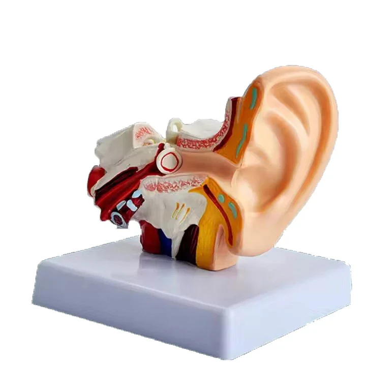 3X Human Ear Amplified Anatomy 3d Model Display Show The Ear Structure for Hearing Aid Clinics Ear Canal 155*265*205mm