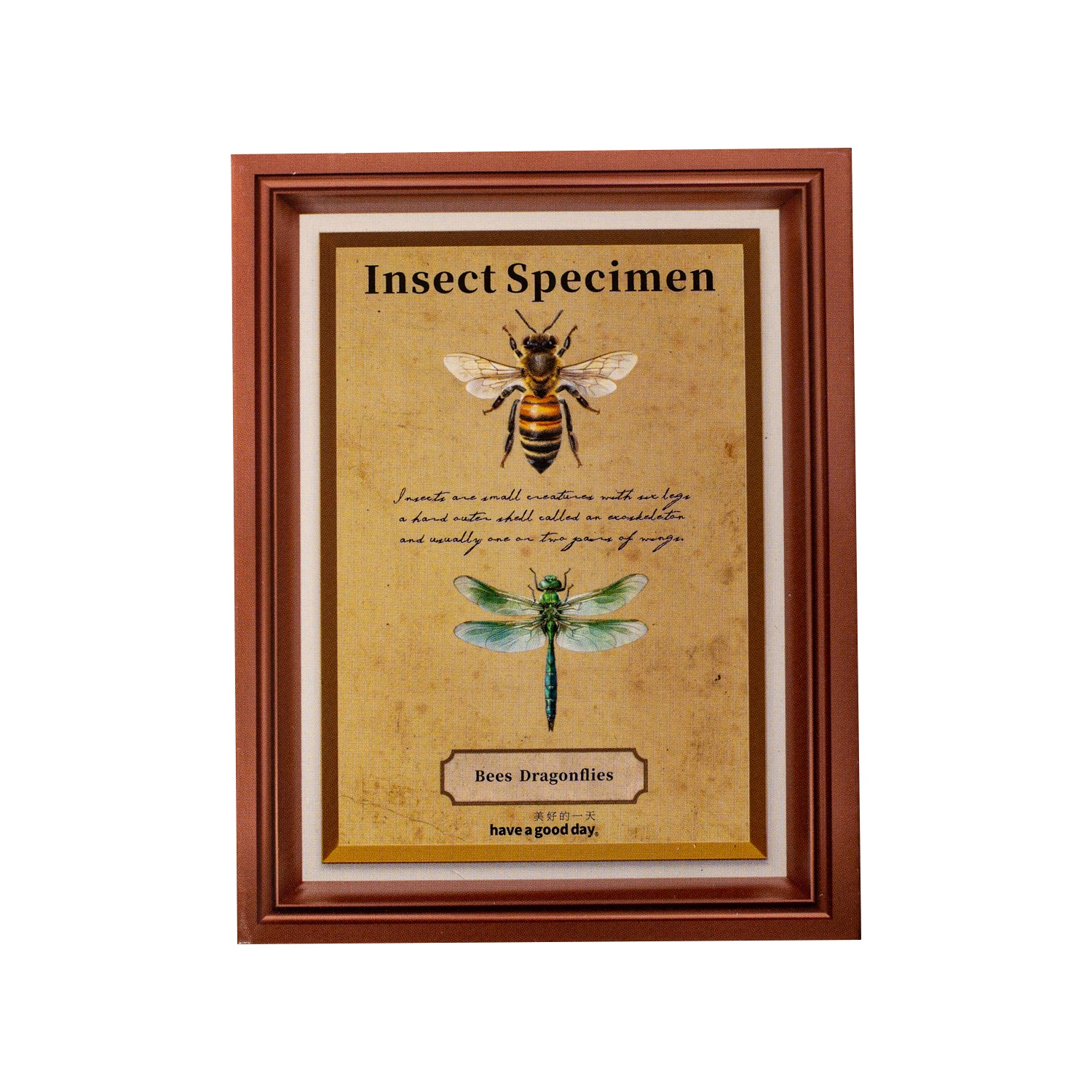 Insect Specimen Guidebook Serie Vintage Vlinder Libel Landschap PET Sticker Creatief Journal Materiaal Collage Briefpapier