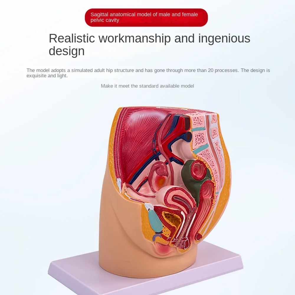 Modello di anatomia pelvica sagittale Organo riproduttivo maschile e femminile Sistema riproduttivo Modello di insegnamento medico dell\'utero