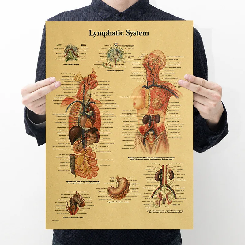 51X35Cm Het Skelet Van Het Lichaam Structuur Hersenen Zenuwstelsel Poster Medische Room Decor Schilderen Kraftpapier Vintage muursticker