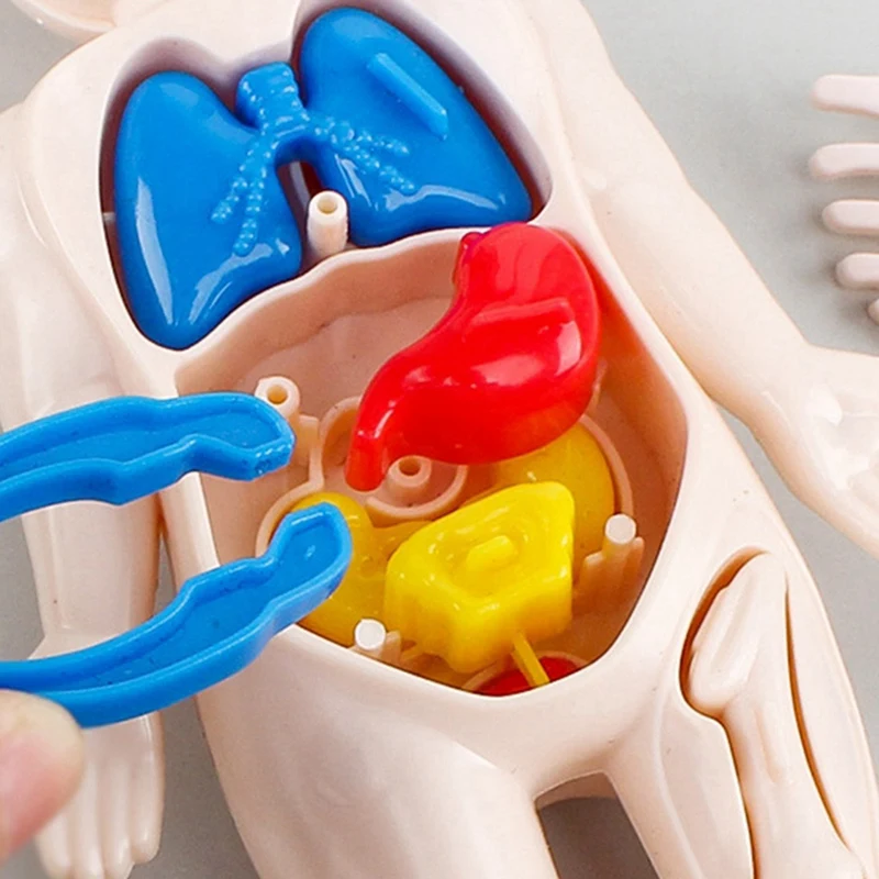 Kinderen Wetenschap Onderwijs Menselijk Lichaam Orgel Anatomie Model DIY Gemonteerd Speelgoed Leermiddelen