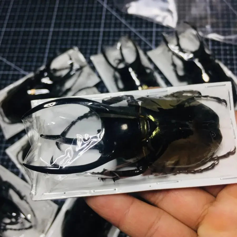 Real Insect Specimen Chalcosoma Atlas Keyboh Steampunk Insect Teaching Research Collection Hobby DIY Crafts Home Decoration