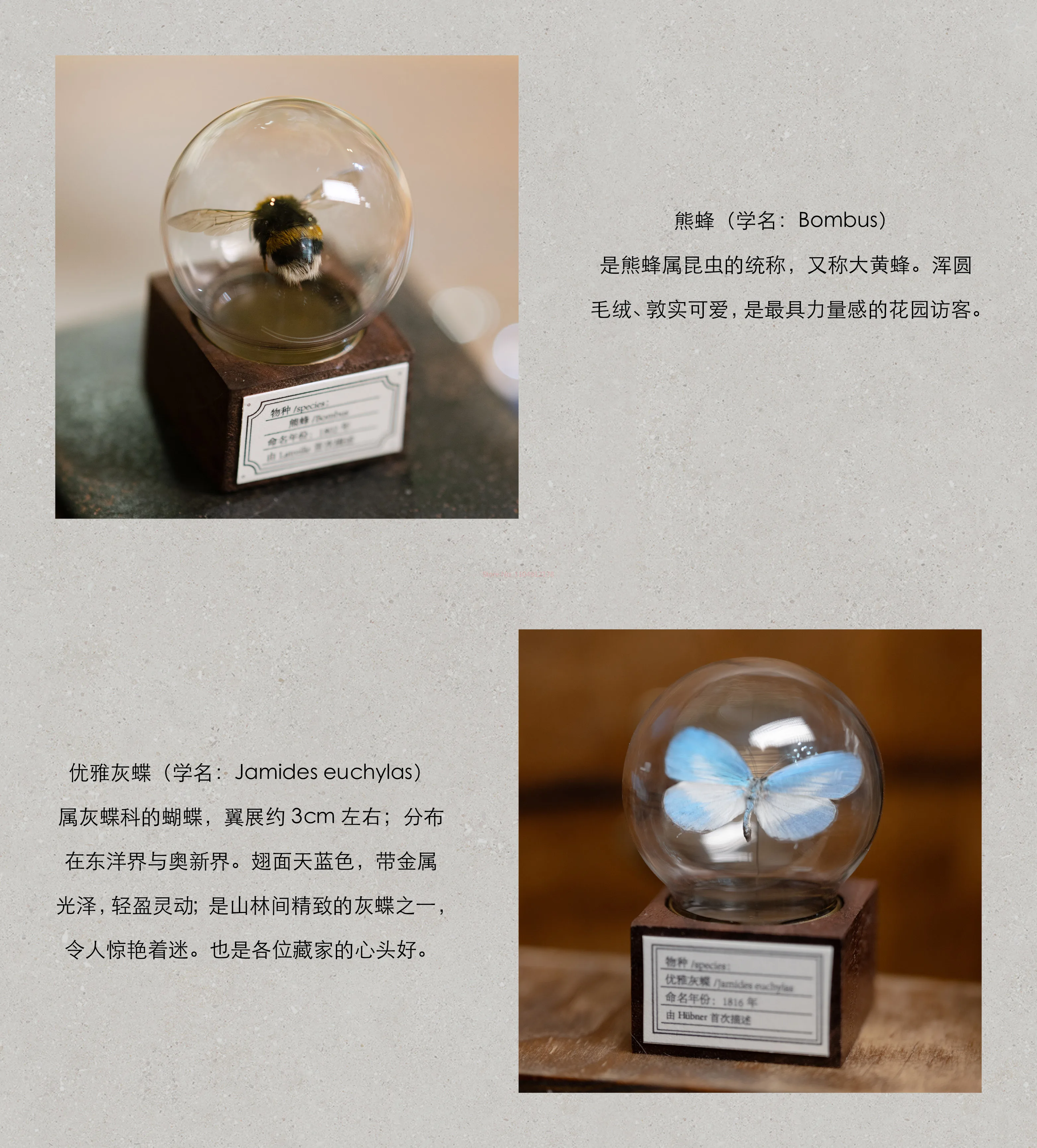 Mini bola de cristal de muestra de serie de mariposas de nogal clásico Original, colección de decoración de escritorio hecha a mano, regalo creativo para Festival