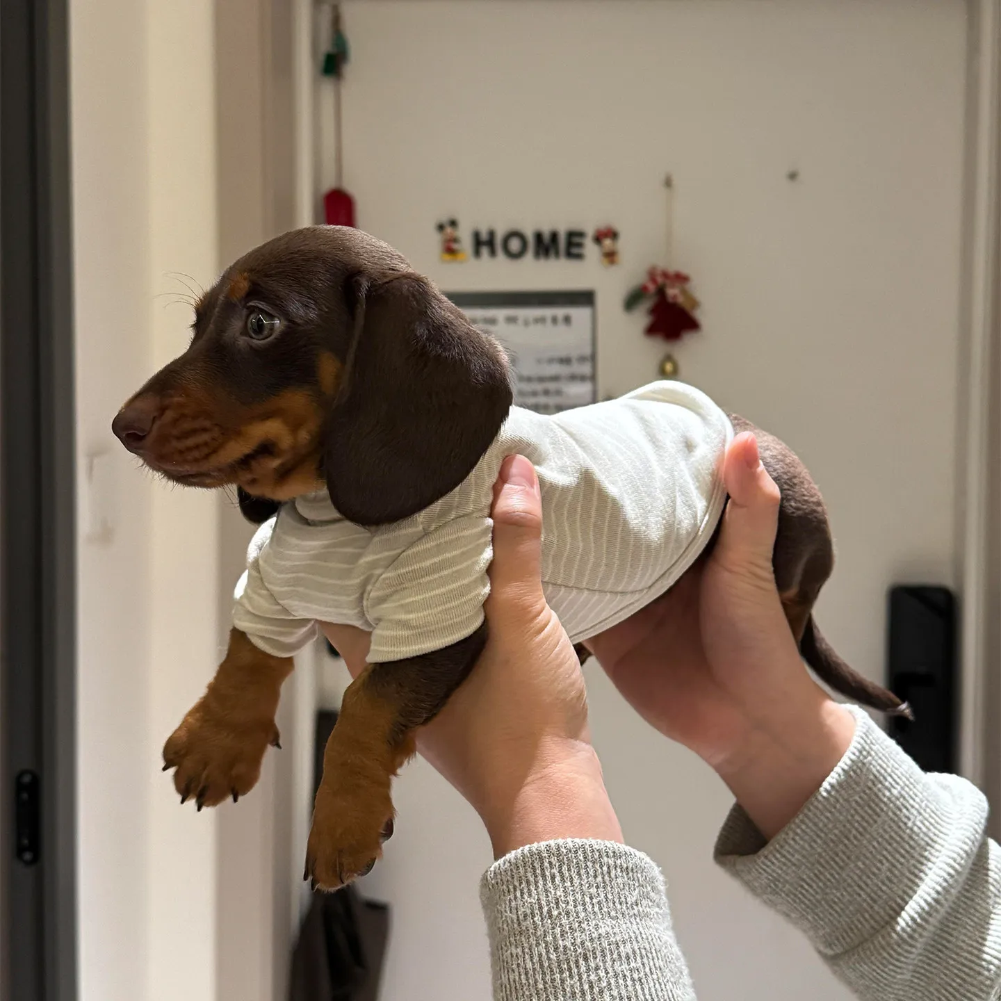 ropa-para-perros-de-algodon-puro-transpirable-anti-caida-de-pelo-camisa-casual-a-rayas-para-dachshund-primavera-verano