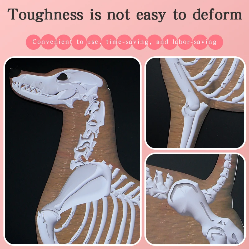 Pet Magnet Skeleton Picture Teaching Dog Magnetic Skeleton Wall Picture by Pet Beautician School