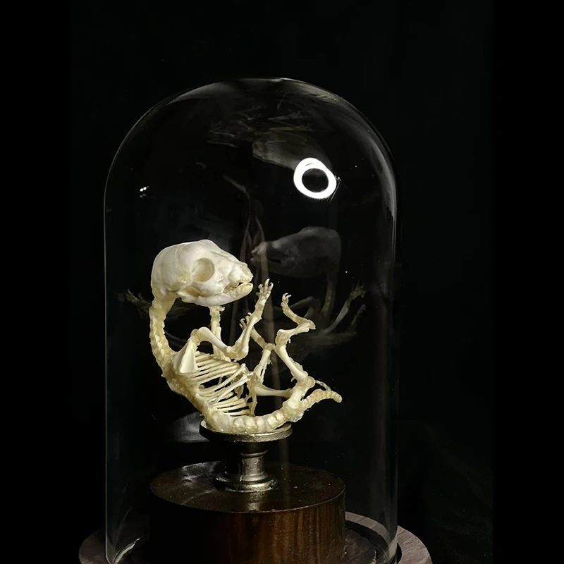 2135 Sleeping Fox Resin Skeleton Specimen in Glass Frame Display Home Decor Collectible Artwork As Halloween party supplies gift