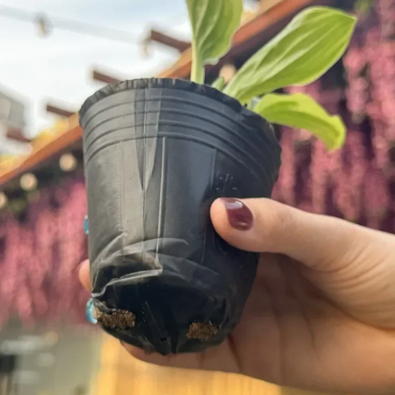 50/200 قطعة الشتلات السوداء أواني الحضانة البذور بدء تنمو كوب زهرة حاوية النبات حديقة صندوق الخضار أدوات البستنة المنزلية #4