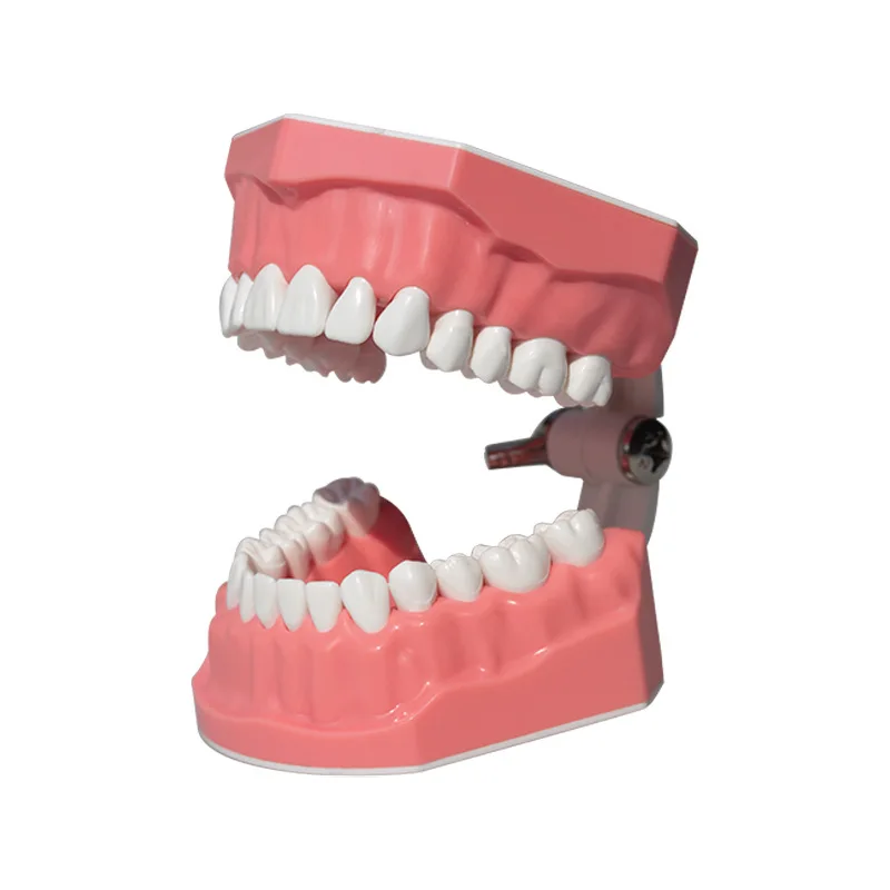 Interdental display, teeth brushing practice, kindergarten brushing teaching, dental modeling