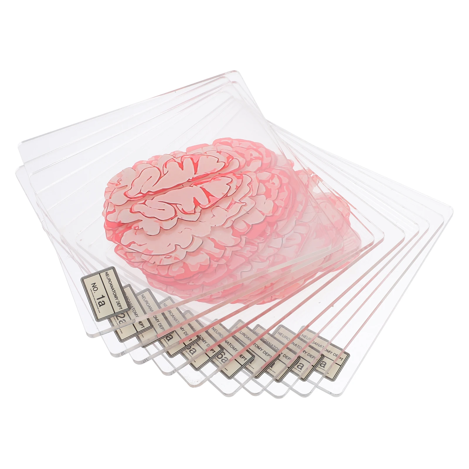 

10 Pcs Acrylic Coaster Table Pad Cotton Placemat Drinks Dining 3d Brain Coasters Bowl Mats Dinner Slices