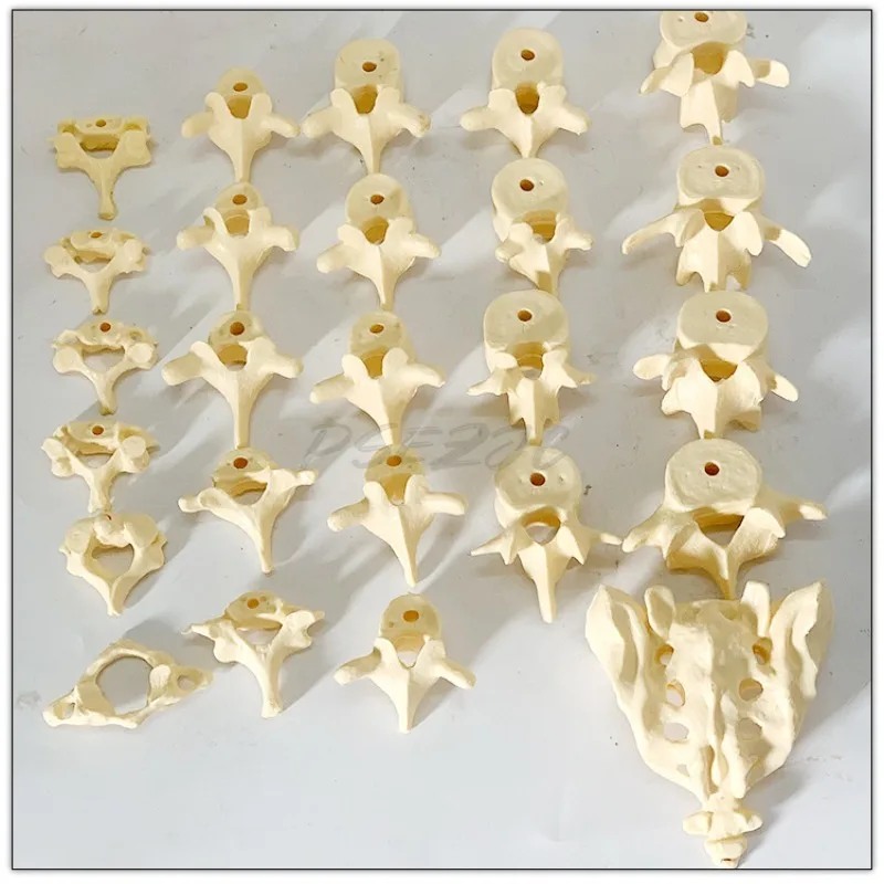 Tail Vertebra Sacral Bone Scattered Bone Spinal Model with Orthopedics for Adult Lumbar Spine and Cervical Spine Teaching