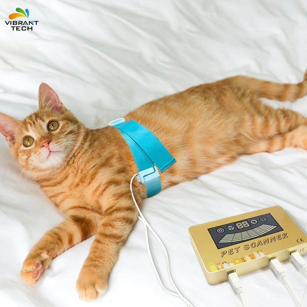 Магнитный резонанс для домашних животных для собак и кошек