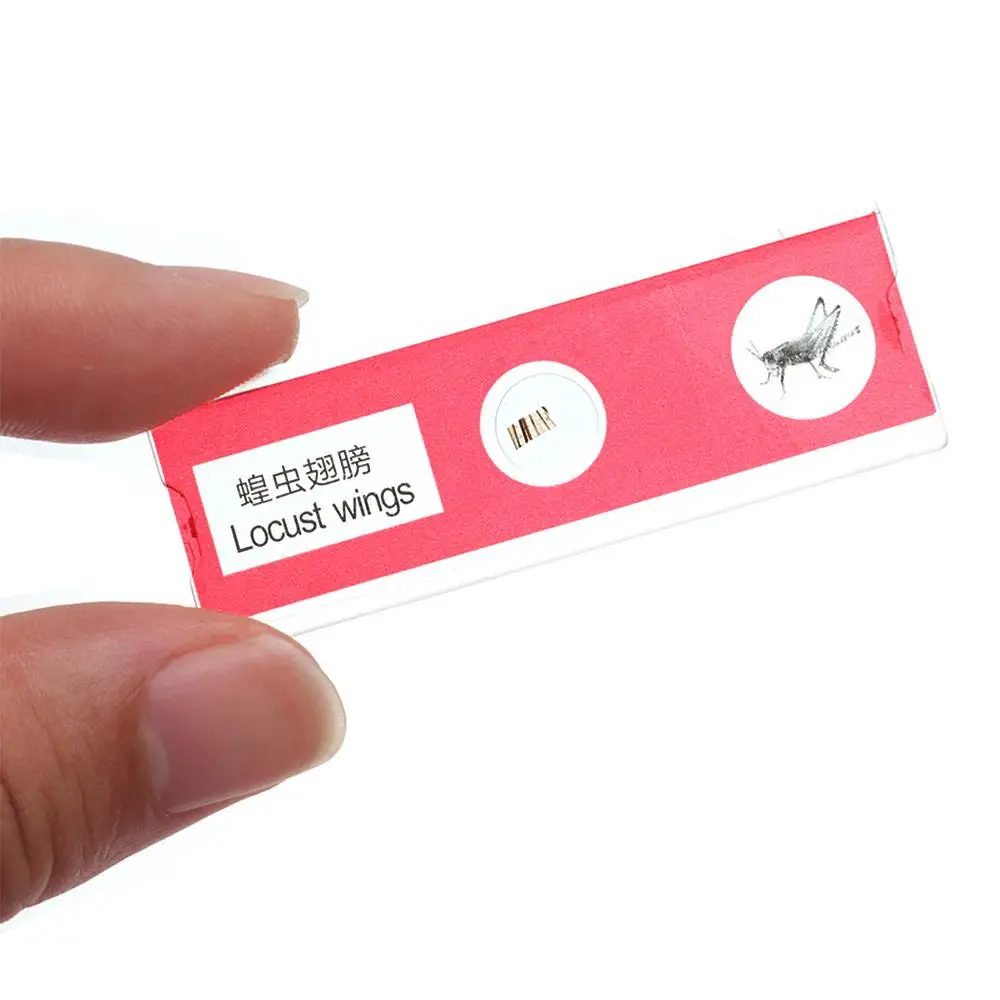 

Plastic Microscope Slides Animals Insects Plants Flowers Multicolor Microscope Sample Prepared Slides Sample Specimens Kids