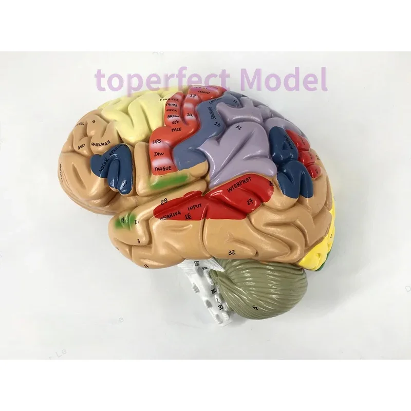 نموذج الدماغ البشري، نموذج تشريحي 4 أجزاء 2X موسع، وظيفة الدماغ مع القشرة المميزة لدراسة التدريس الطبي