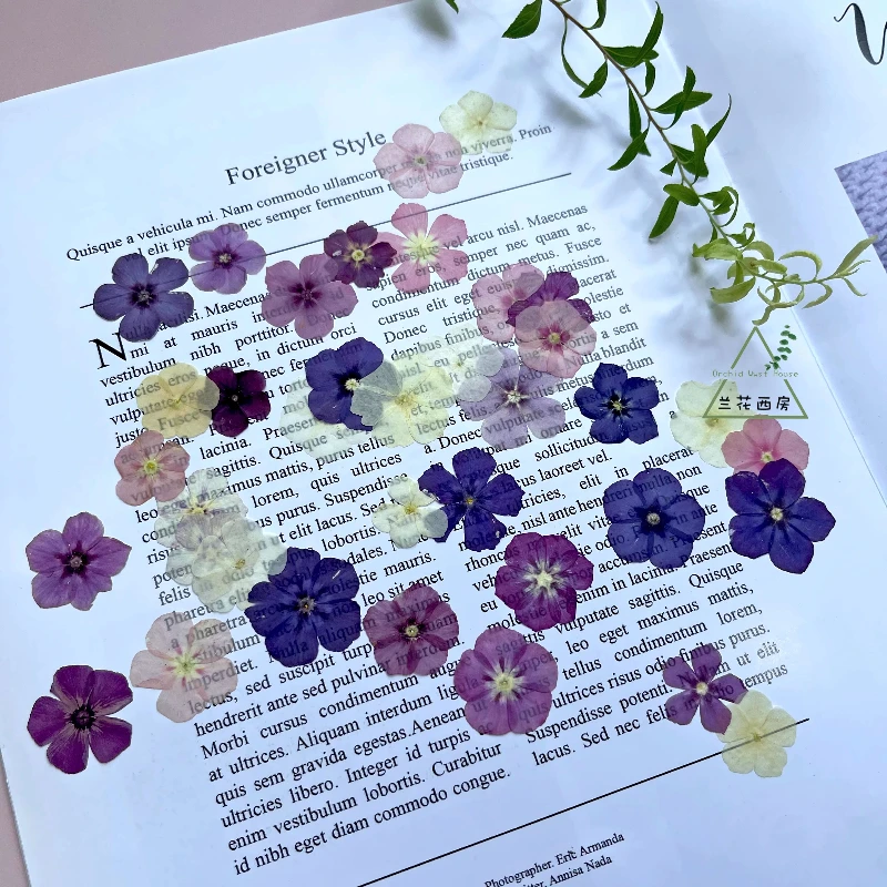 12 قطعة، زهور مجففة مضغوطة شبه شفافة - لوازم يدوية لإطار الصورة/مجوهرات الراتنج/حافظة الهاتف/الإشارة المرجعية