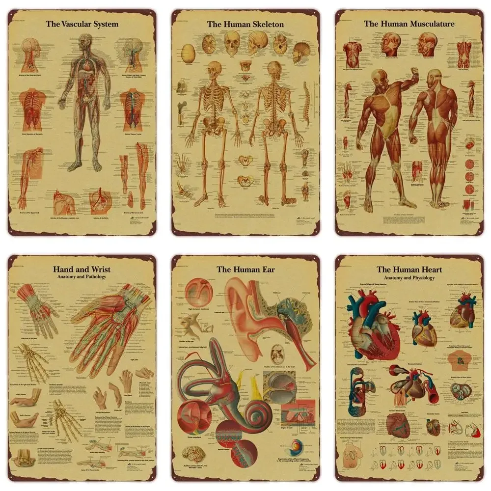 Anatomie und Physiologie Die Körperstruktur, Skelettposter, Vintage-Raum, medizinisches Dekor, Wandkunstgemälde