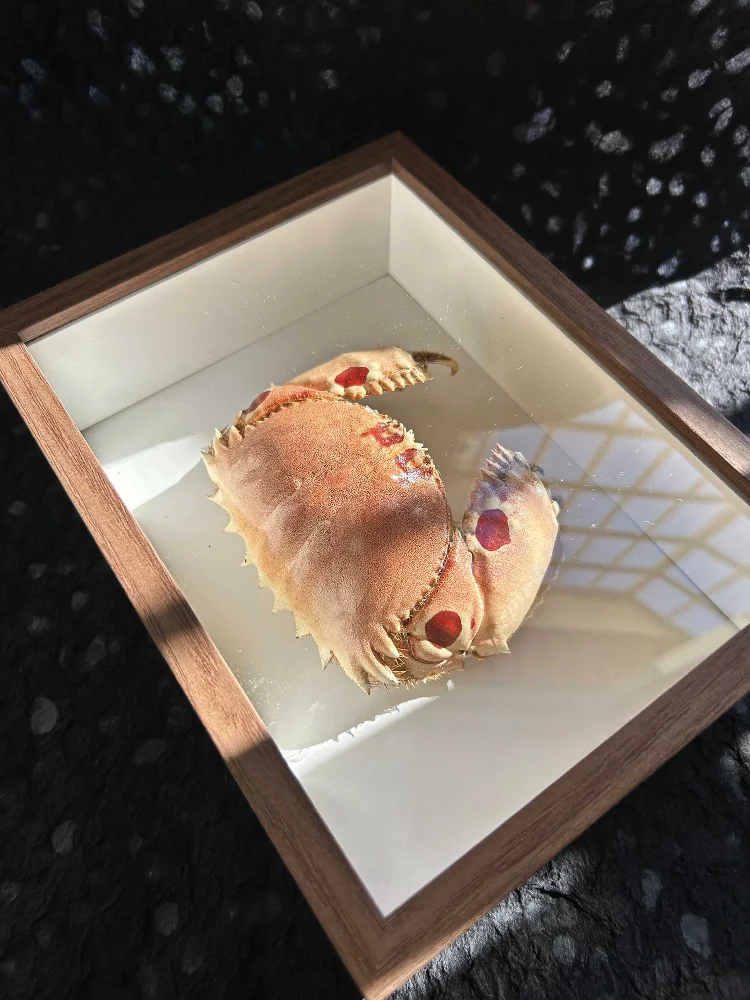 

Brown crab crab specimen photo frame finished real crab making collection gift