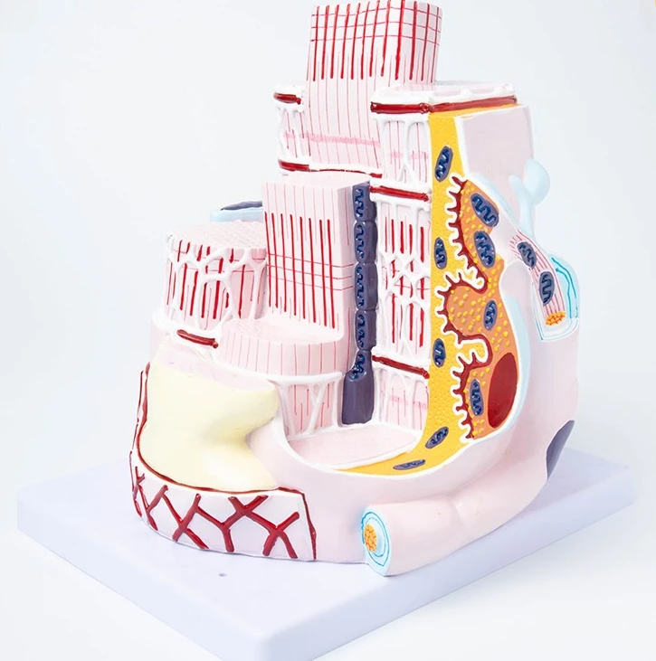 Anatomical model of human organs, skeletal muscle fiber amplification structure, model
