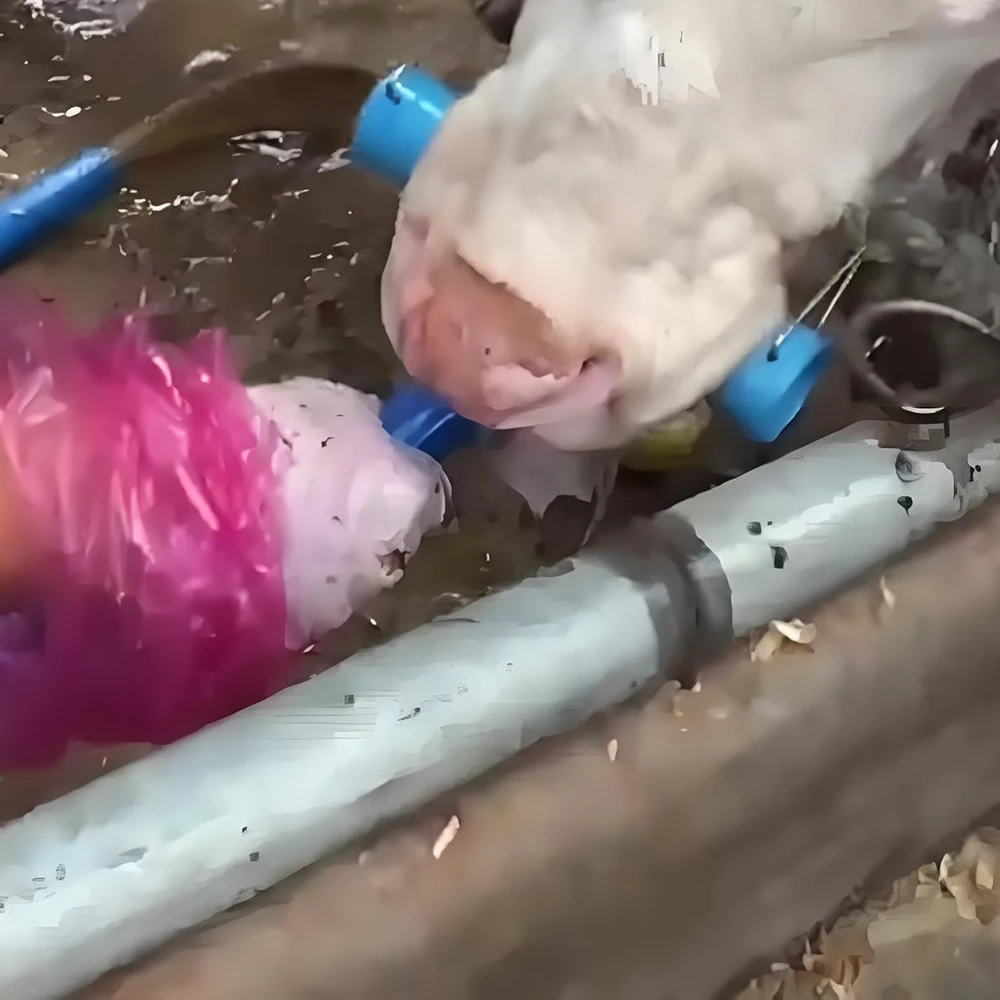 Abridor bucal de plástico para ganado, dosificador, irrigador o tubo de lavado para ovejas, vacas, ganado bovino, animales grandes, equipo y suministros