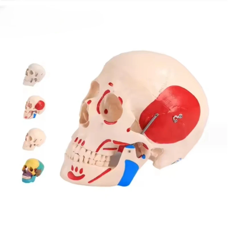 

3-Part Skull Anatomy Model Human Hot Sale Human Anatomy Skull Model Medical Anatomy Skull Model