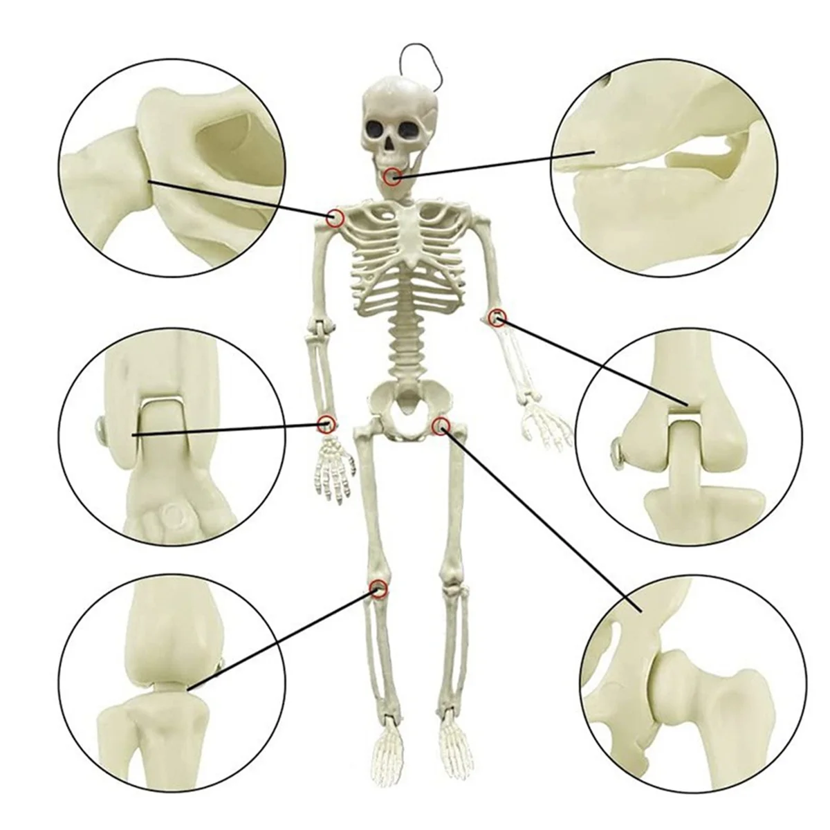 

67NEW Halloween Skeleton Decoration, Posable Full Body Skeleton with Movable Joints, Spooky Prop for Yard, Garden, Lawn, Patio