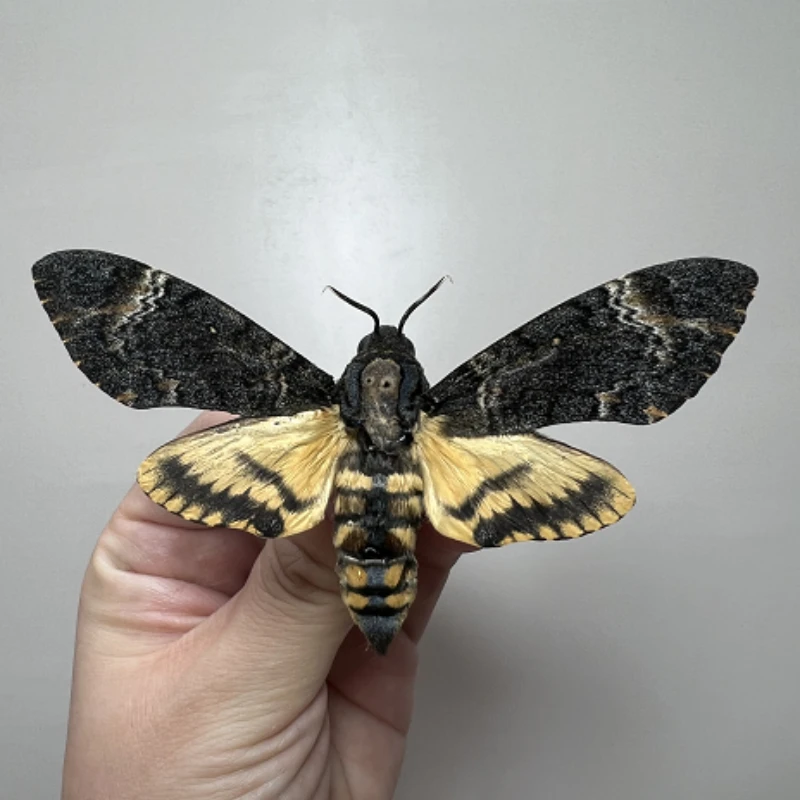 Acherontia lachesis real insect specimen teaching home decoration birthday gift statue home decoration accessories