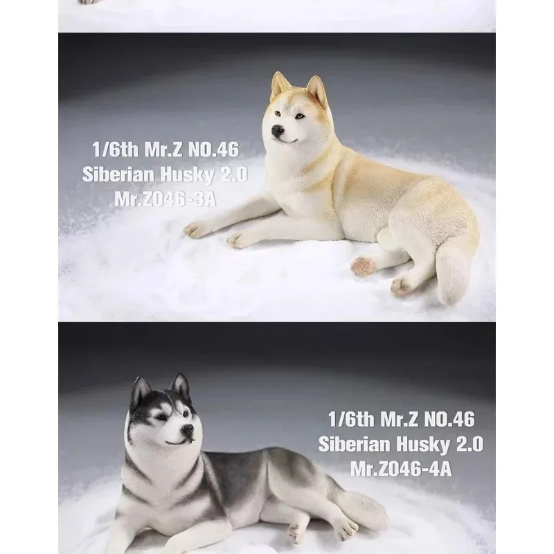 

In Stock 1/6 Scale Hobbies Simulated Animal Dog Husky Pet Model Resin for Home Decoration Car Ornaments Gift