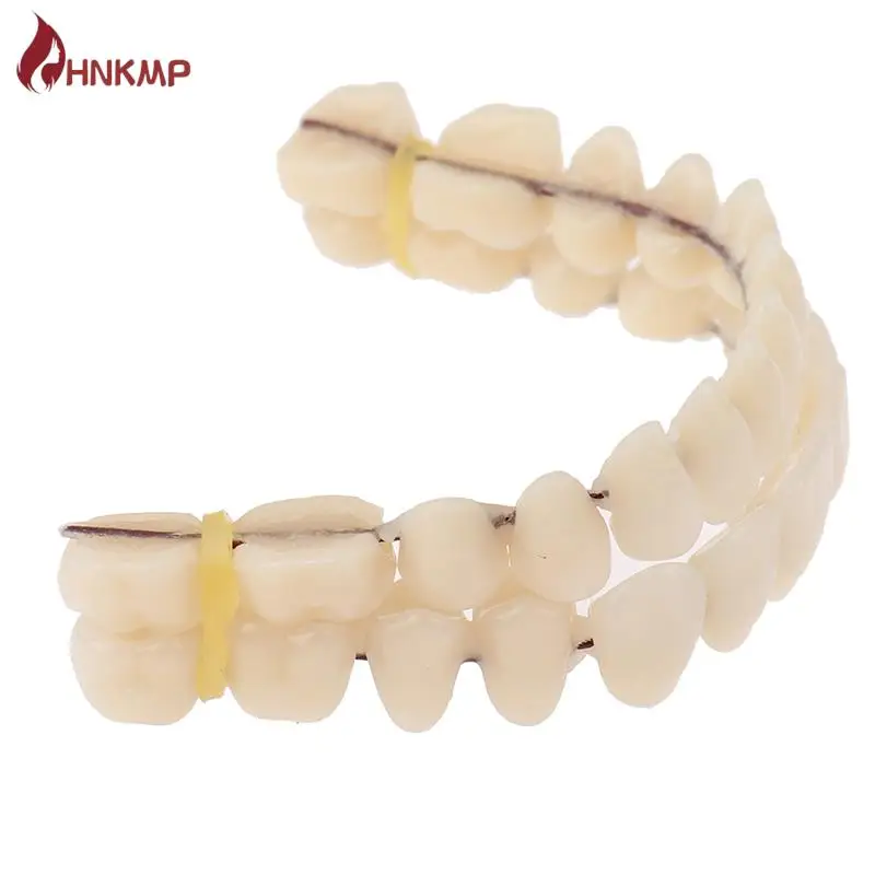 1PC Universal Resi False Teeth Resin Model Durable Dentures Dental Material Teeth Teaching Model Dedicated Teeth