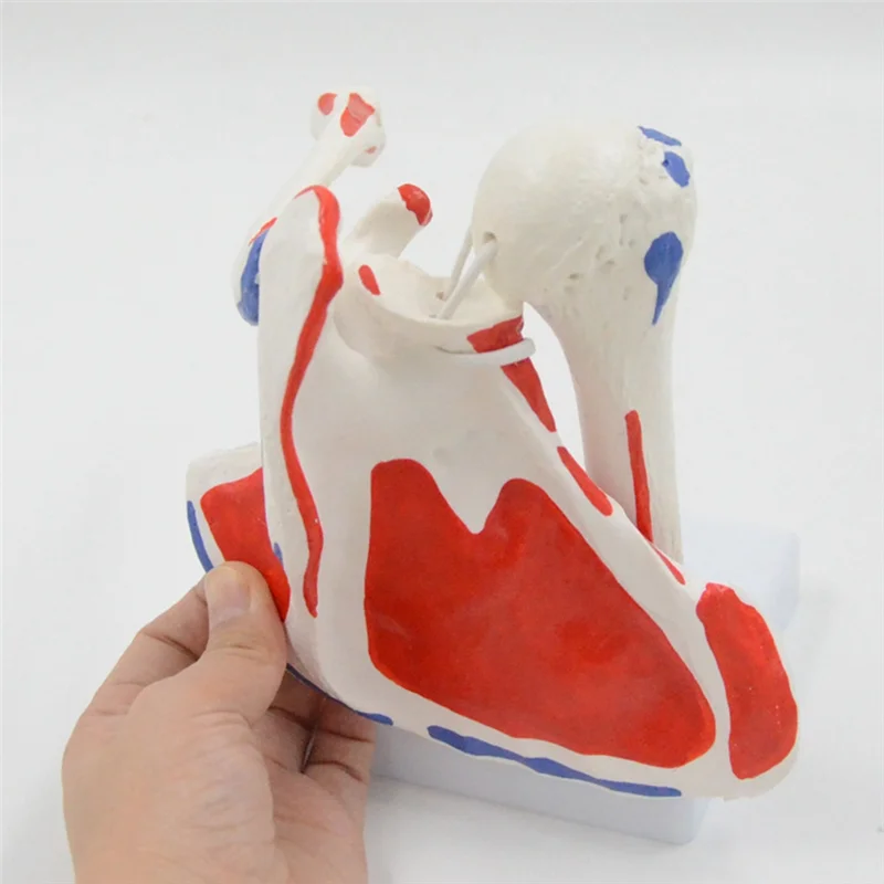 

Human Anatomy Right Shoulder Joint Muscle Model Office And Classroom Anatomy Model PVC 1 Piece