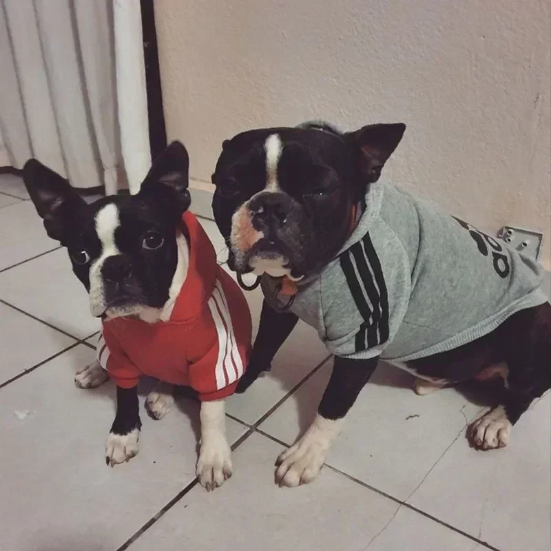 Thumbnail 2 - #4 Pet Winter Clothing Comparison Guide