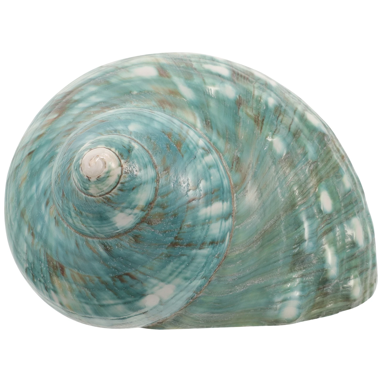

Shell Decorations Conch Natural Exquisite Craft Small Crab Shells Fish Tank Landscape Aquarium Decorative Conch Crafts