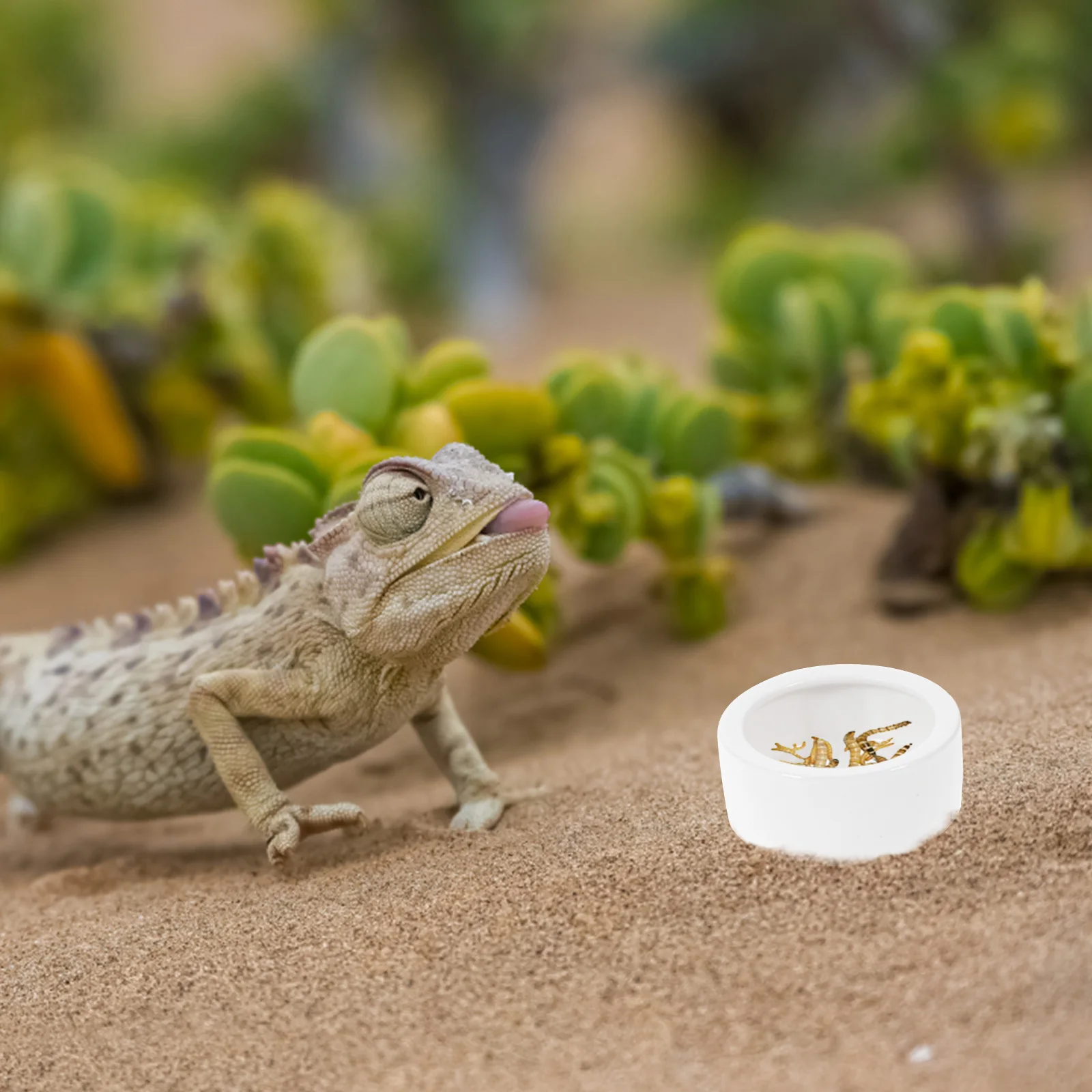 

3Pcs Ceramic Lizard Feeding Bowl Thick Small Round Reptile Food Water Dish Anti-Escape Feeder Reptile Feeder Lizard Feeding Dish