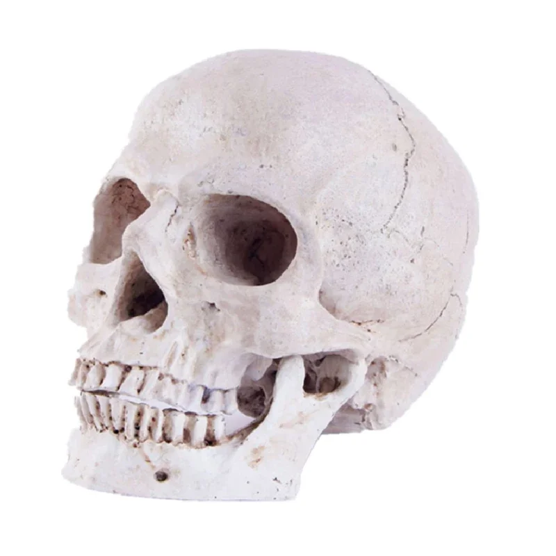 

Human Head Skull Statue for Home Decor Resin Figurines Halloween Decoration Sculpture Medical Teaching Sketch Model Crafts