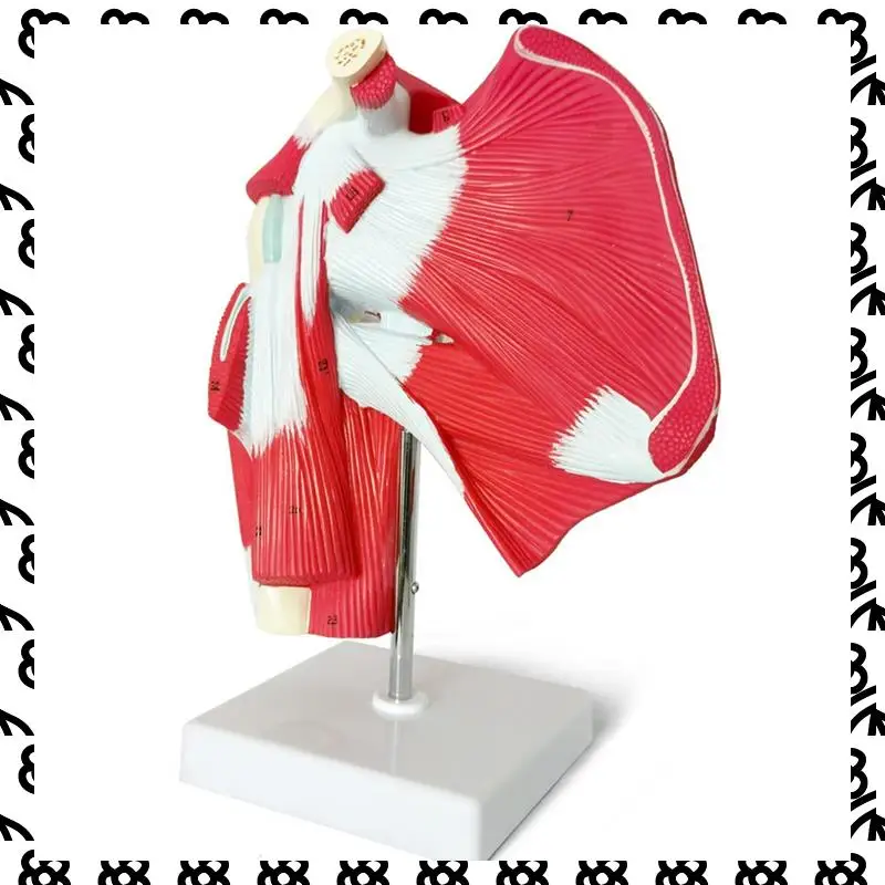 

A07I Модель мышечного плечевого сустава - показывает полную мышцу плеча от вращающейся манжеты для мышц субсопулярного аппарата