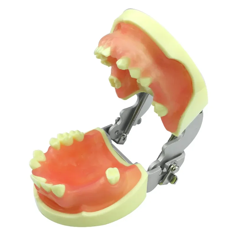 Dental Implant Teeth Model Practical Study Model with Missing Teeth for Implant and Suturing