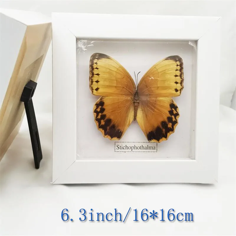 

Fixed Spread Wings Butterfly Real Specimens Photo Frame Indoor Decoration Home Decorations Insect Sample Figurines Desk Decor