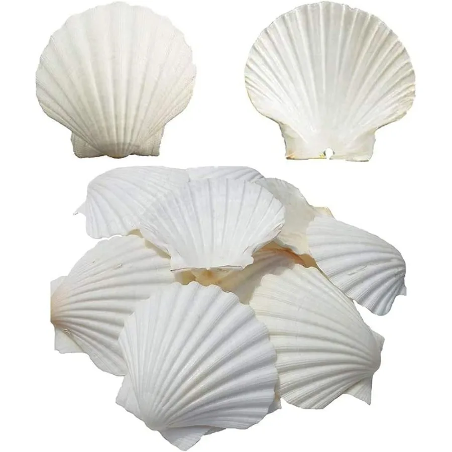 

6PCS Scallop Shells for Serving FoodBaking Shells Large tural White Scallops from Sea Beach for Craft Decor 4-5 Ihes