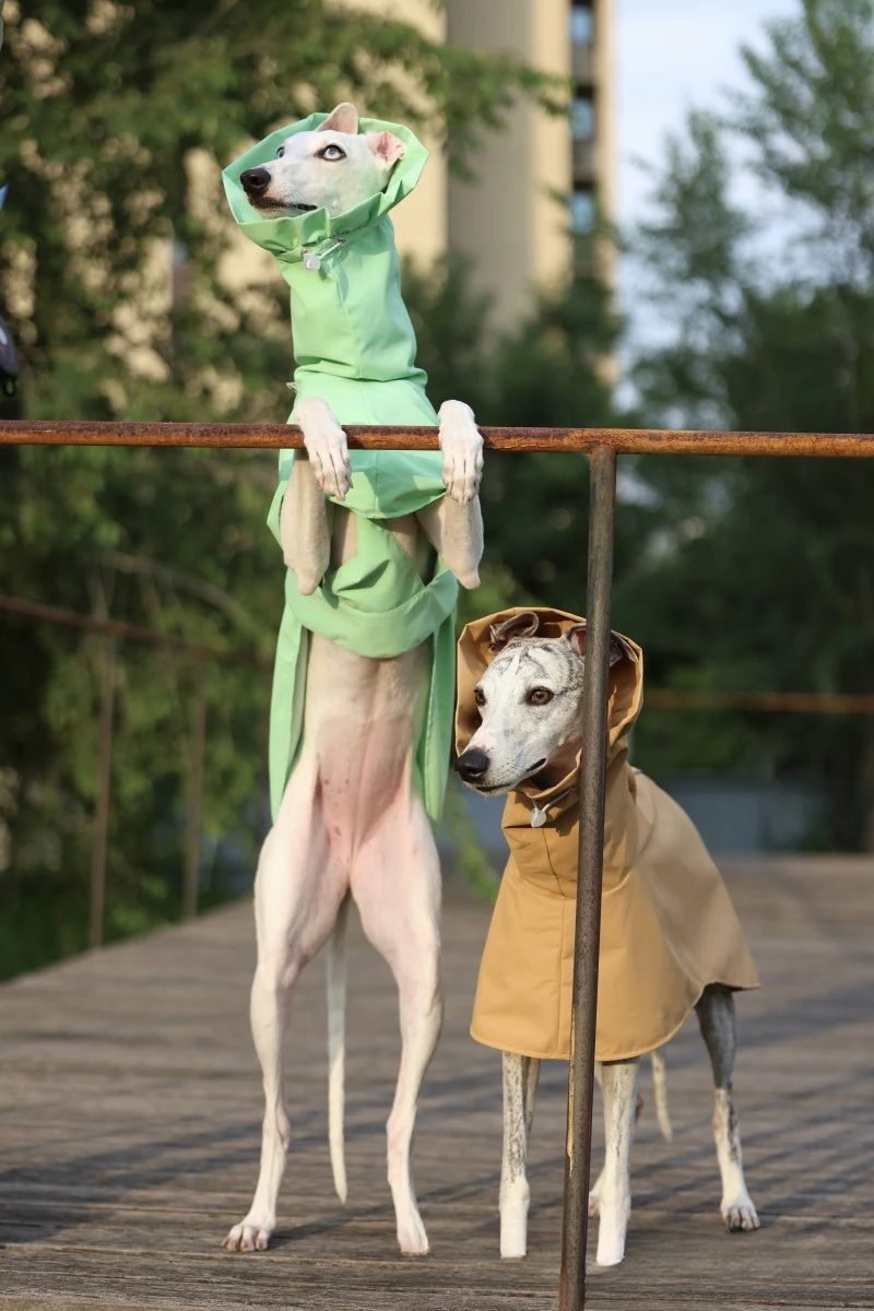 Einfarbiger Regenmantel für Italienische Windhunde und Whippets im Frühling und Sommer, Leichte, Taillenverstellbare, Winddichte Jacke für Hunde – Detail 6