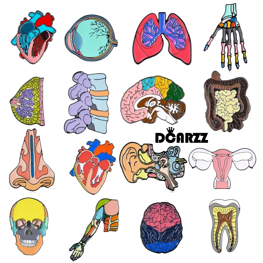 

DCARZZ Enamel Organ Broochs Pins Wholesale Medical Anatomy Kidney Brain Heart Skull Badges Medicine Jewelry for Doctor Nurse