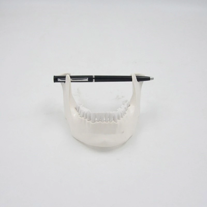 1:1 نموذج الفك السفلي لتظليل الكبار نموذج عظمة الفك السفلي 16 نموذج طبي للأسنان لوازم نموذج التدريس