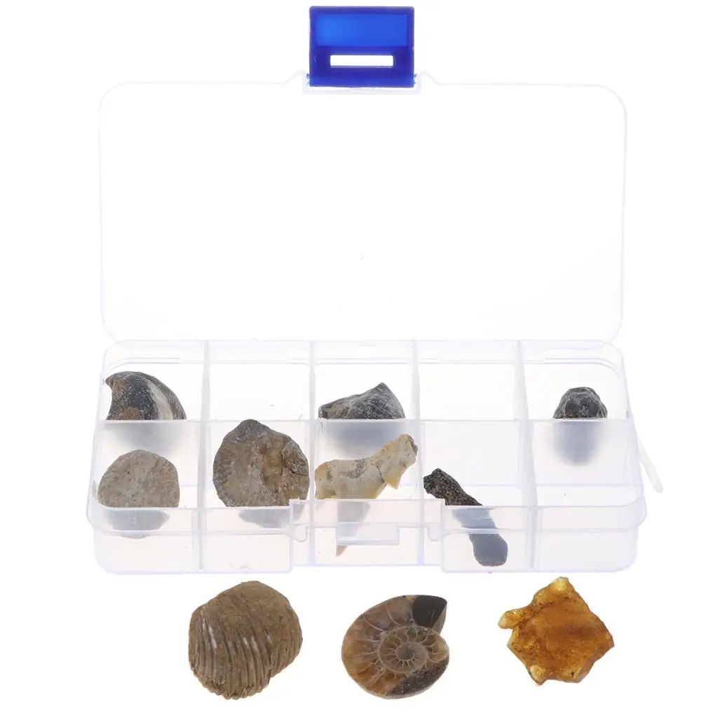 Biology Specimens Collection  - Contains 10 Different Fossils