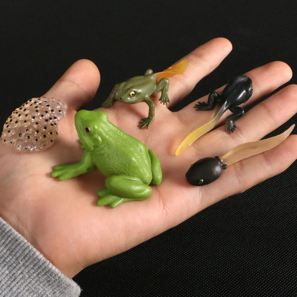 

2Sets Lifelike Animal Art Craft Frogs Turtle Educational Props for Children Learning Development Stages Ideal Table Display