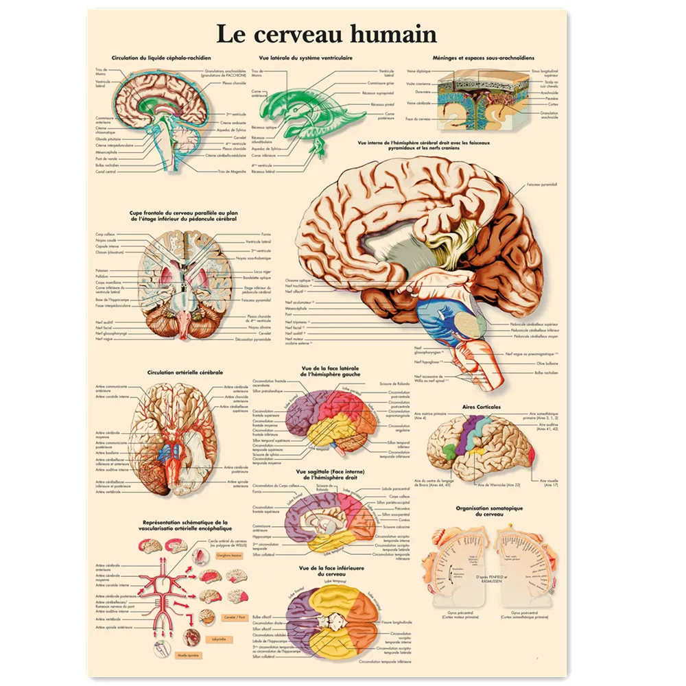 Le cerveau humain (French) Human Anatomy Posters and Prints Wall Art Vintage Wall Chart Hospital Clinic Home Room Decor Painting