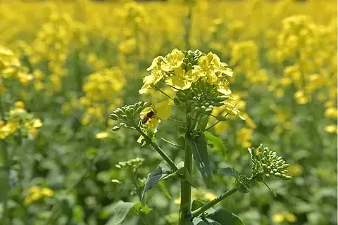 

Грузовой багажник с прицепом из алюминиевого сплава для радиоуправляемого автомобиля 1/18 TRX4M 1/24 SC