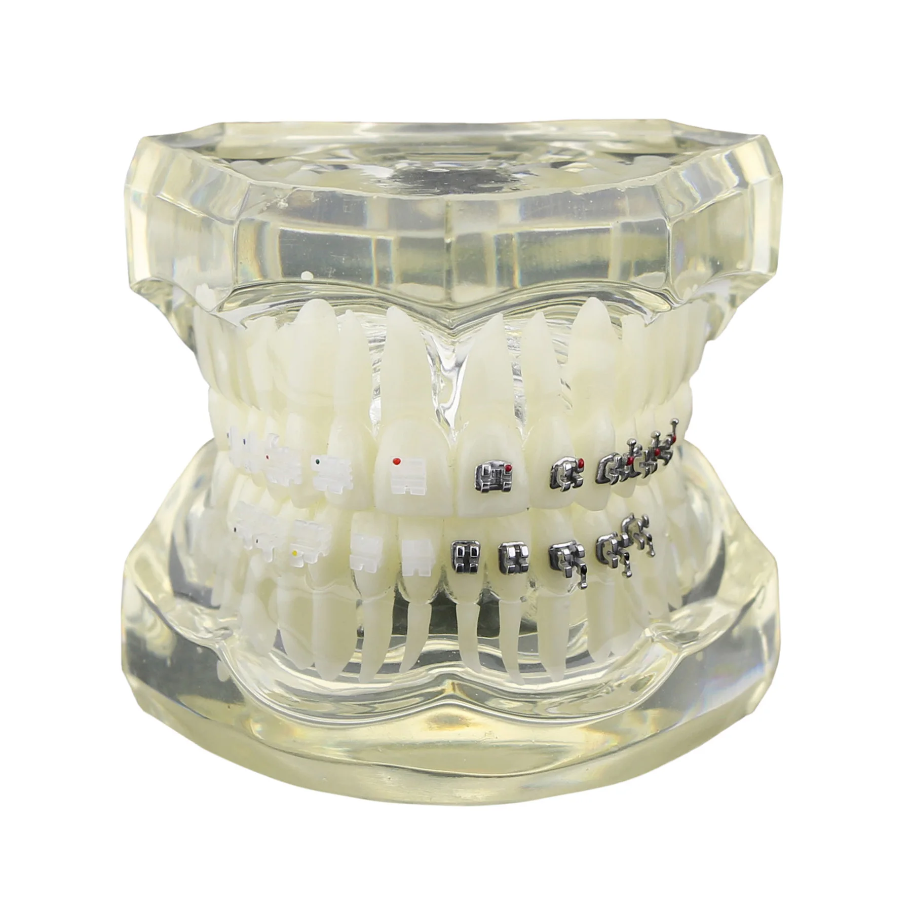 Dental Orthodontic Teeth Model Typodont M3003 Pink Clear With Half Metal Ceramic Bracket Standard Demo For Studying Teaching