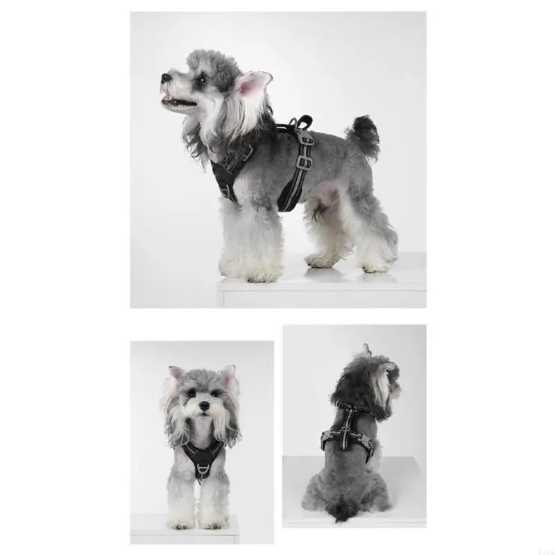 F19B Daily Walking Harness with Soft Lining and Padded Chest Panel, No Pull Control, Fit-Ready Design for Walk Routine Use